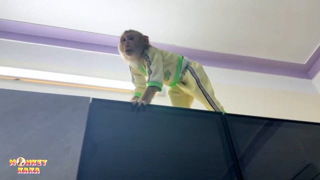 Diem Called Mom To Rescue Monkey Kaka Stuck On The Top Of The Cabinet смотреть онлайн