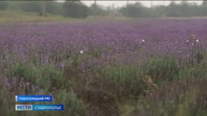 На Ставрополье начался сбор лаванды