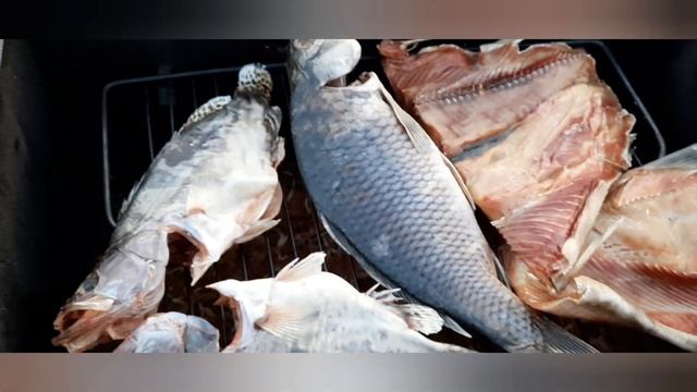 Шарабан, кета, сазан, китайский окунь. смотреть онлайн