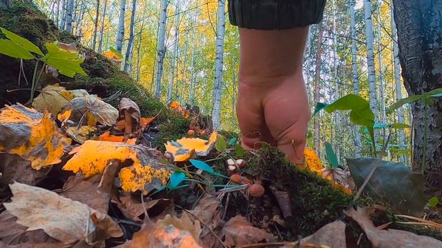 За грибами. Есть ли грибы в окрестностях Красноярска. Окрестности вулкана Черная сопка. Опята. смотреть онлайн
