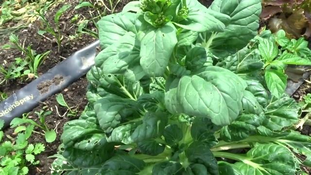 МОИ ЗЕЛЕННЫЕ КУЛЬТУРЫ ЭТОГО ЛЕТА смотреть онлайн