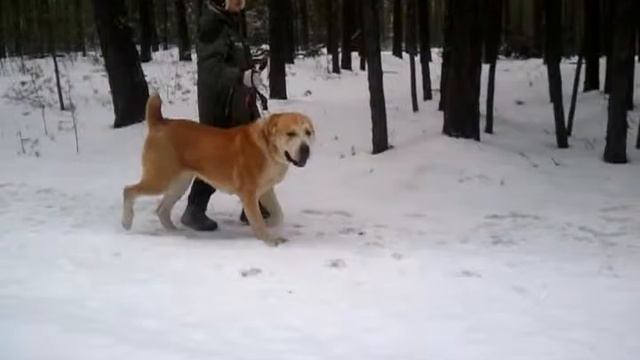 Среднеазиатская овчарка. Рыжий мачо Рем. Домашнее видео САО. Алабаев смотреть онлайн
