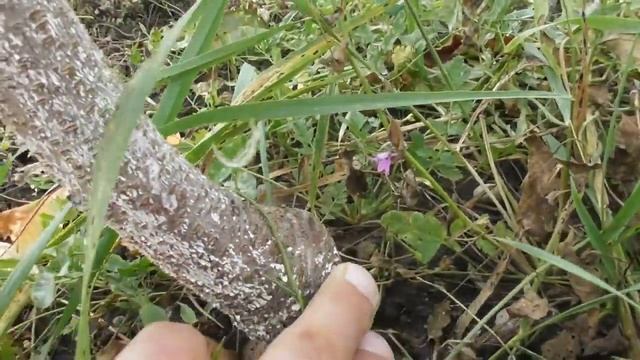 Персики привитые на горький дикий миндаль - состояние двухлетних саженцев смотреть онлайн