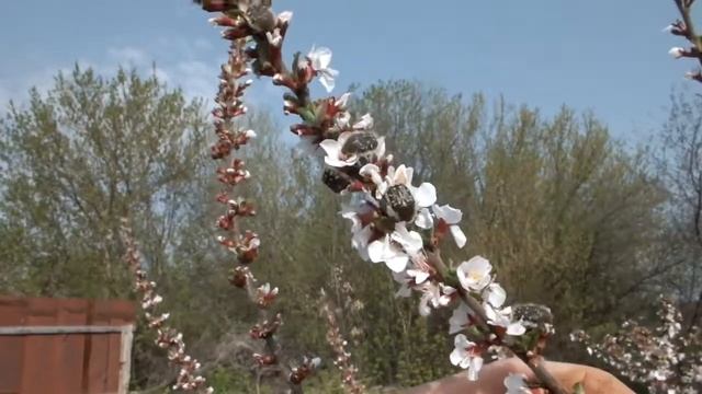 Жук вредитель цветущих растений.