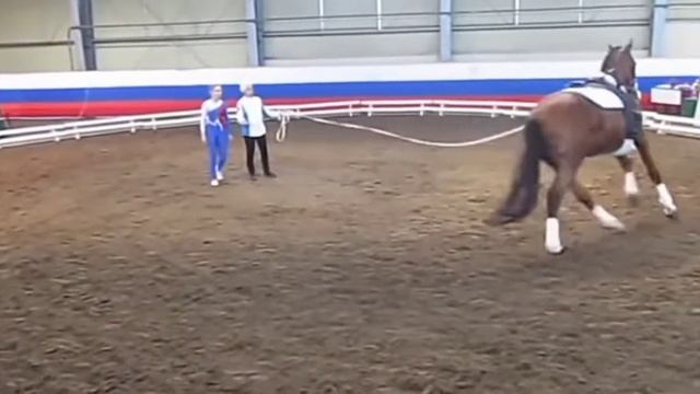 конный спорт и верховая езда как искусство|другие виды конного спорта|лошади смотреть онлайн