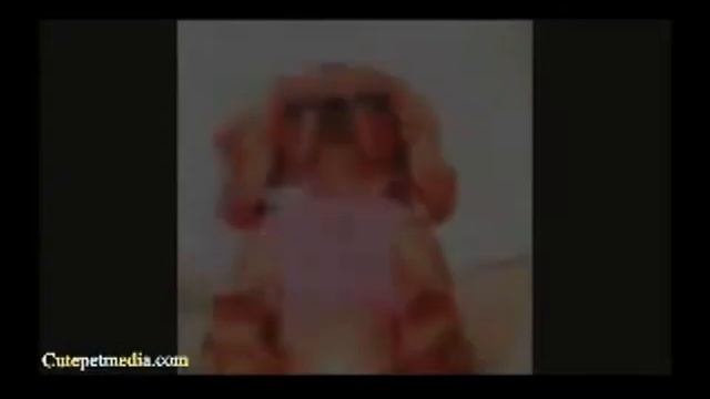 Прикольные, очень смешные щенки, собачки