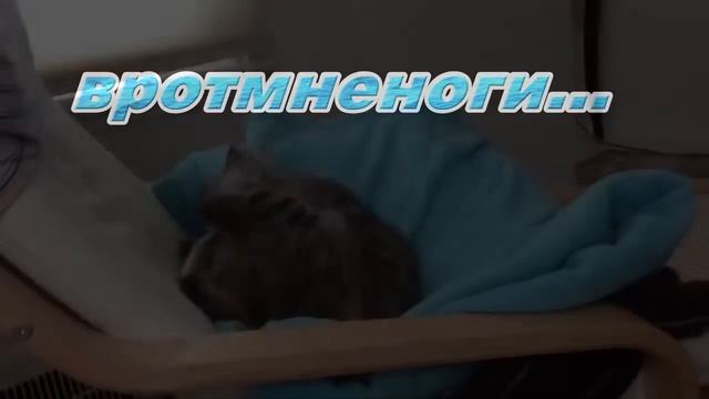 Коты+названия Cats + names №1 смотреть онлайн