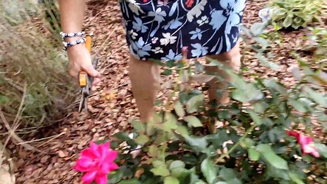 How to trim roses for bigger blooms ⚘🌹🥀🥀 смотреть онлайн