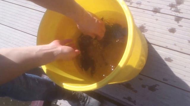 сомики на дачном участке разведение смотреть онлайн