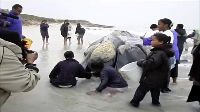 The Exploding Whale Compilation 2017 смотреть онлайн