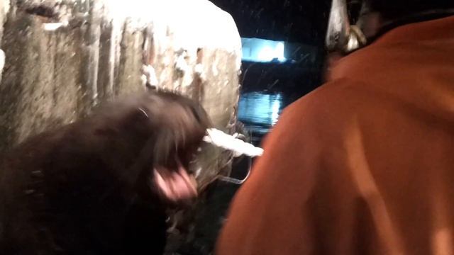 Сивуч - артист любитель рыбки смотреть онлайн