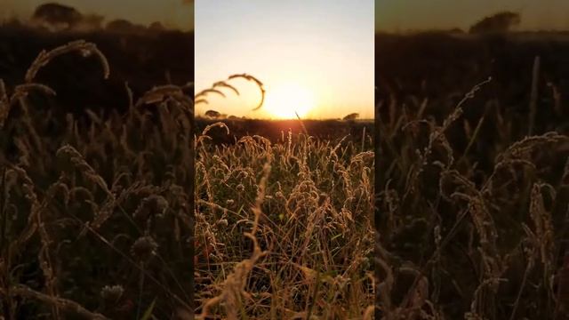 #short Kheti Papita farm смотреть онлайн