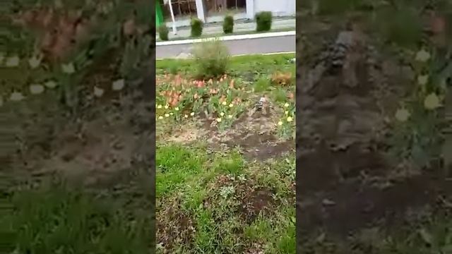 Цветы и голуби.1 мая. смотреть онлайн