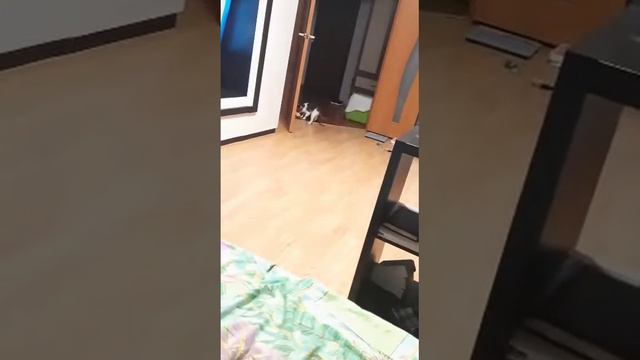 Кошка таскает мячики. "Котопес" смотреть онлайн