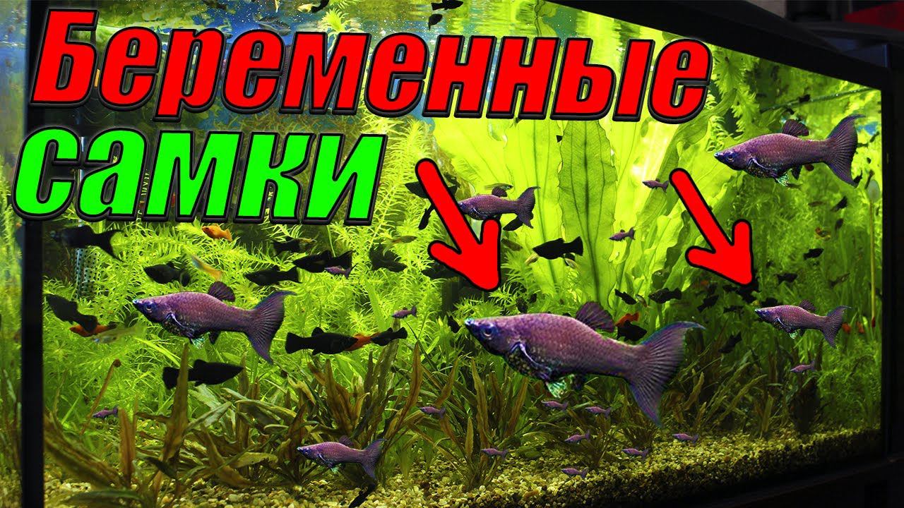 Отсадил живородку в нерестовик! Личинка тернеции спустя 60 часов после нереста! смотреть онлайн