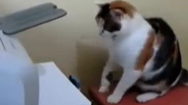 Бои без правил Кот vs Принтер MMA Cat vs printer смотреть онлайн