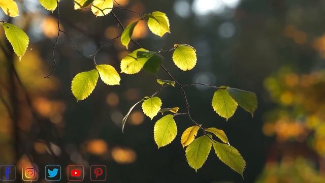 Прекрасные мелодии до слёз ... Осень _ Звук тишины! Три месяца я слушал только эту мелодию! смотреть онлайн