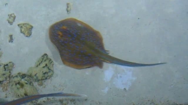 Океанариум . Электрический скат . Москва.2018. смотреть онлайн