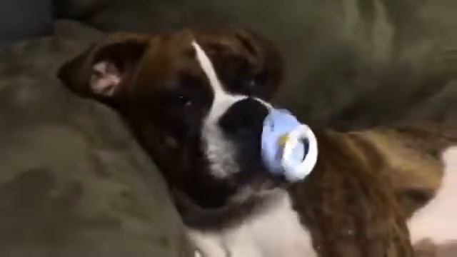 Колыбельная для бульдога смотреть онлайн