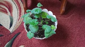 Герань выращивание в марте. Цветок после обрезки