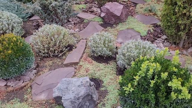 Аллиумы- декоративные луки в ландшафтном дизайне. 06.11.22 смотреть онлайн