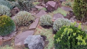 Аллиумы- декоративные луки в ландшафтном дизайне. 06.11.22