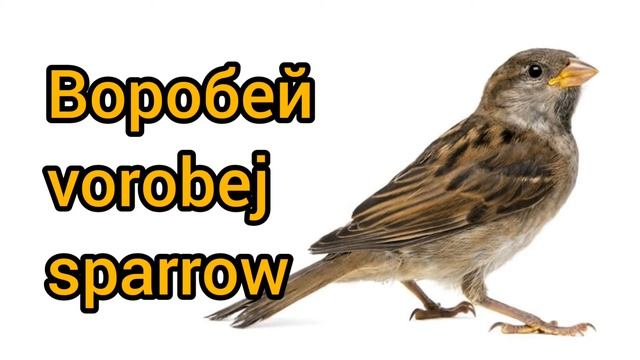 Как произносится воробей по-русски смотреть онлайн