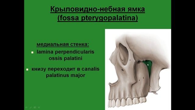 Крыловидно-небная ямка