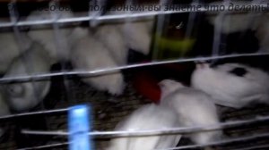 КОРМЛЕНИЕ ПЕРЕПЕЛОВ!СОВЕТЫ