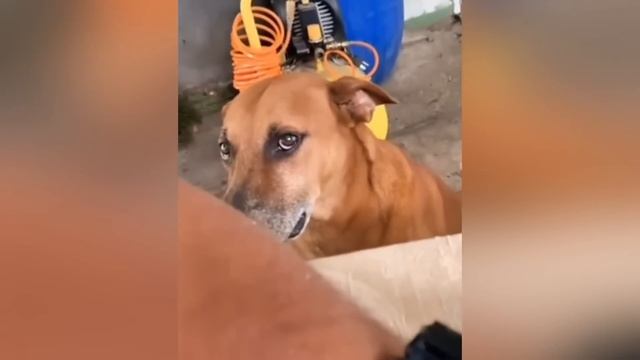 POV eres Feliz | MEMES RANDOM XD #776 смотреть онлайн