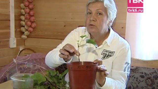Советы тети Тани. Высаживаем черенки смородины смотреть онлайн