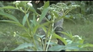 Բանակում/Banakum – 2/1