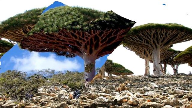 Socotra archipelago # dragon tree # bottle tree # شجرة التنين #l'archipel de socot смотреть онлайн
