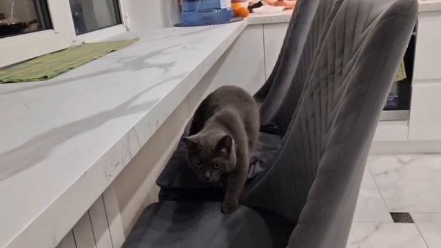 Смотрите, что делает наш прыгучий маленький котенок