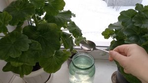 2 удобрения для Герани (Пеларгонии), чтобы стимулировать рост растения, листовой массы