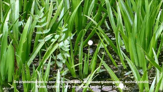 Krabbenscheer, Stratiotes aloides, Water Soldier, Krebsschere, Телоре́з обыкнове́нный. смотреть онлайн