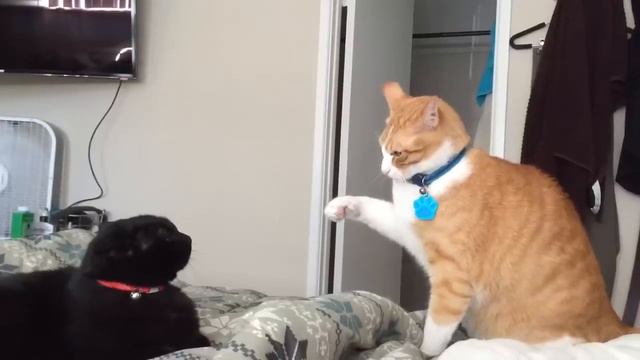 Fastest cat slaps смотреть онлайн