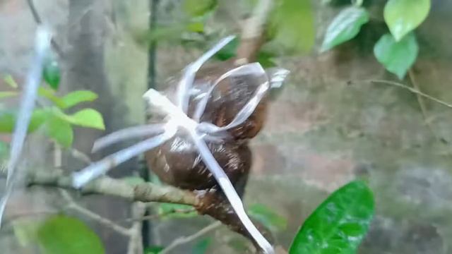 How to air layering on java apple tree// rose apples propagate through air layering смотреть онлайн