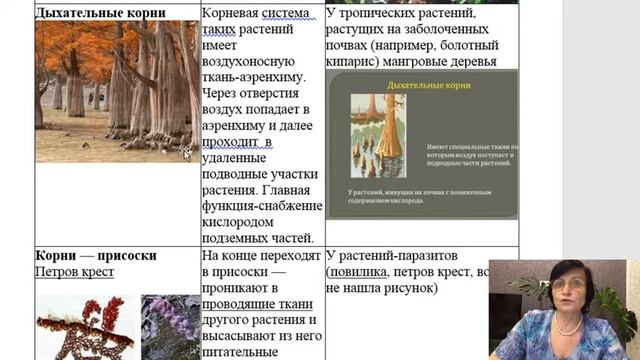 Видоизменения листьев и корней ЕГЭ ОГЭ смотреть онлайн