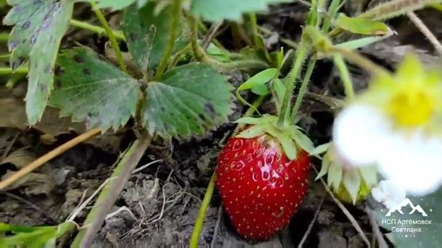 Ремонтантная клубника ягоды до морозов ! Клубника Елизаветта ягоды осенью! смотреть онлайн