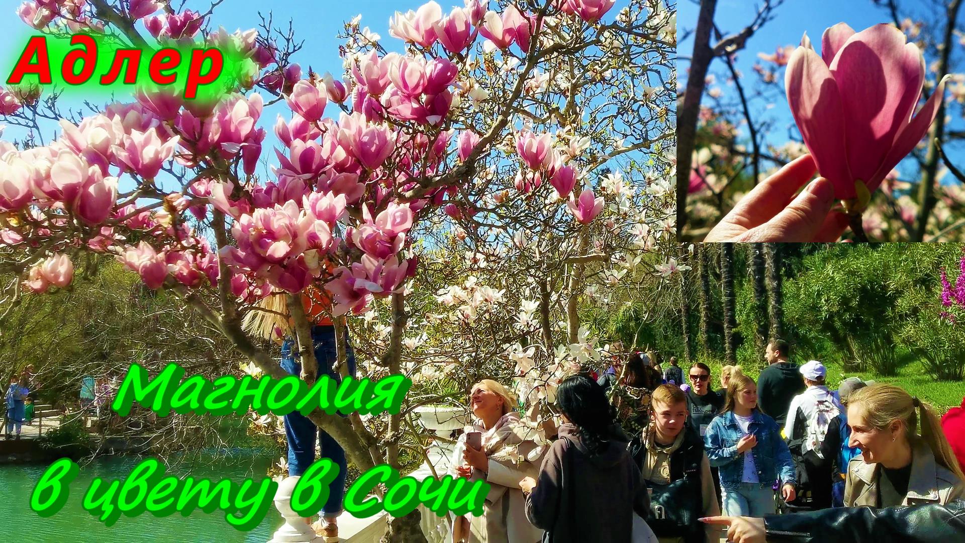 Магнолия в цвету в Сочи/ Парк Южные Культуры в Адлере сегодня/ часть вторая смотреть онлайн