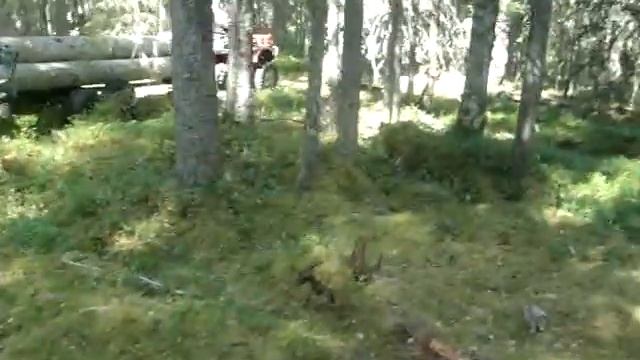 Заготовка и транспортировка сухостойной сосны (кело) смотреть онлайн