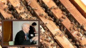 ?Понос у пчёл. Нозематоз. Новое гнездо. Самый лучший способ.