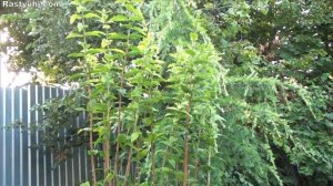 Дейция - обильно цветущий, красивый, неприхотливый кустарник. Все о выращивании.