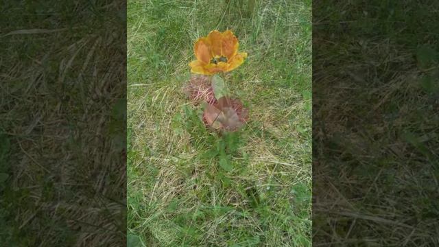 ДАЧА В ЦВЕТУ смотреть онлайн