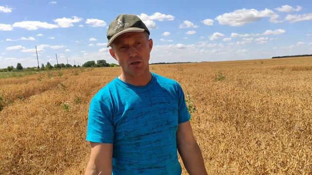 Яровой горох Слован у Олега Новичихина смотреть онлайн