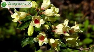 ? Виды вейгелы и сорта для сада