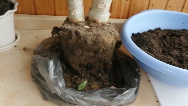 #Пересадка большой толстянки. #Формируем крону толстянки. #Крассула. #Крассула