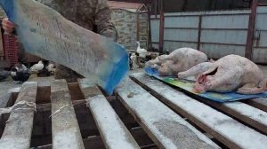 индюки в 6 месяцев! какой вес ?
