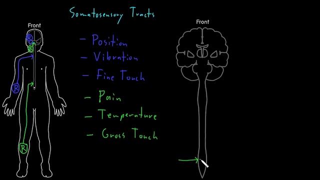 Somatosensory tracts | Organ Systems | MCAT | Khan Academy смотреть онлайн